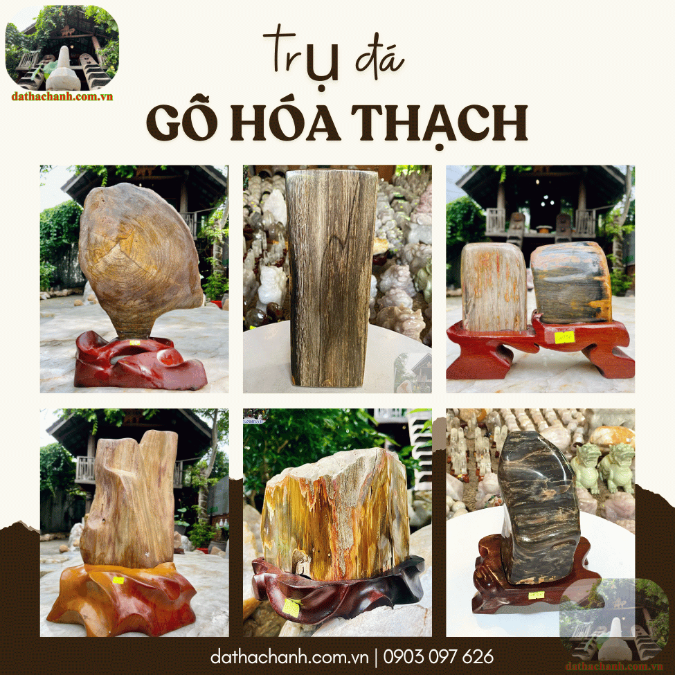 go-hoa-thach-la-gi Gỗ hóa thạch là gì?